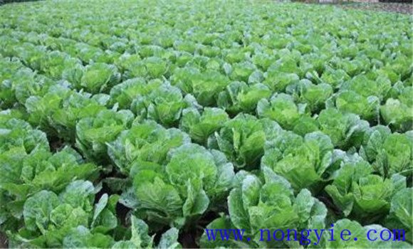 白菜施肥方法、用什么肥料
