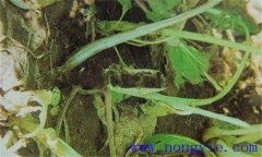油菜軟腐病危害癥狀、病原 油菜軟腐病如何防治