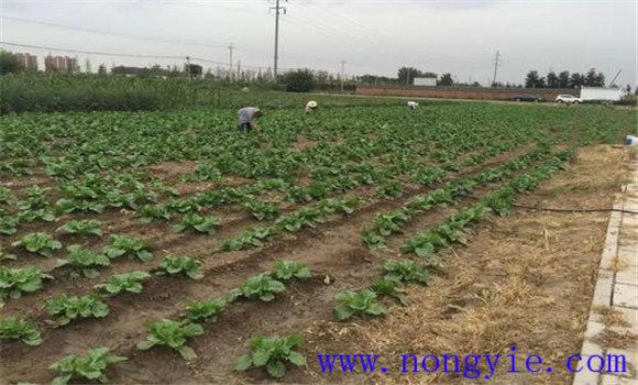 大白菜的間苗、除草