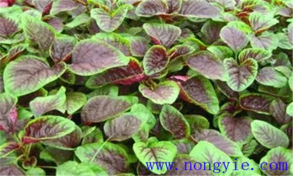 莧菜對(duì)生長環(huán)境的要求