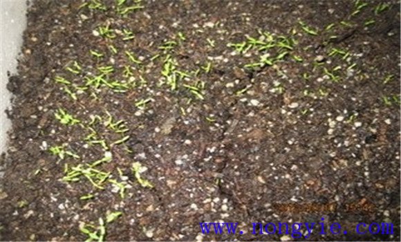 提高西芹發(fā)芽率，不要使用當(dāng)年的種子