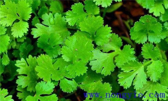 怎樣種芫荽，種芫荽的方法