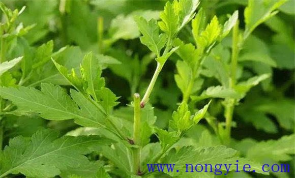 菊花腦的類(lèi)型及品種