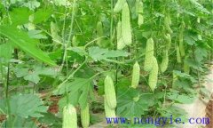 苦瓜對(duì)溫度的要求，對(duì)土肥、光照等條件的要求
