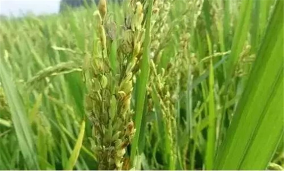 水稻穎殼不閉合、不灌漿怎么辦