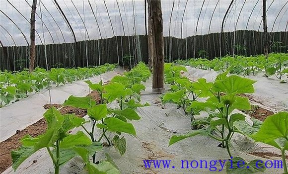 西葫蘆定植澆緩苗水、追肥