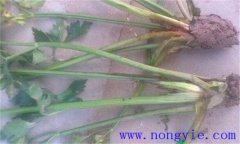 西芹裂根是怎么回事？怎樣防止？