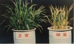 氮、磷、鉀對(duì)植物的作用分別是什么