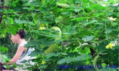 苦瓜的田間管理用打叉嗎？苦瓜的田間管理技術(shù)