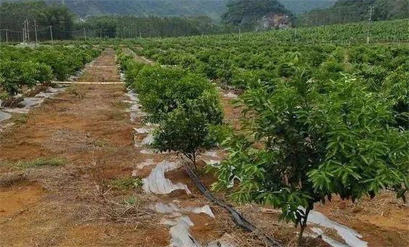 柑橘的土、肥、水管理