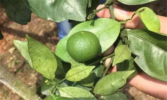 夏季柑橘病蟲(chóng)害的防治方法
