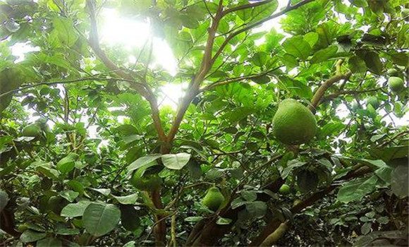 花期、幼果期適量肥水和溫度