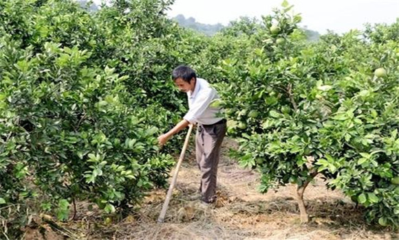 擴(kuò)穴改土，搞好肥水管理