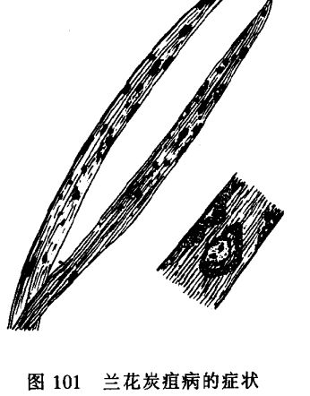 怎樣防治香石竹莖腐病 香石竹病蟲(chóng)害防治技術(shù)