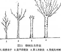 什么是柳樹頭木作業(yè) 怎樣施行？