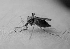 蚊子的壽命有多長，蚊子最怕什么植物、動物