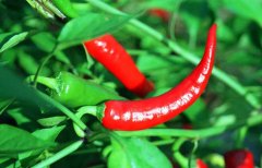 辣椒屬于什么類蔬菜？