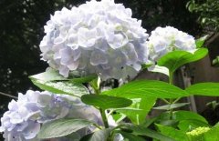 繡球花可以放在室內(nèi)嗎？繡球花適合放在哪里？