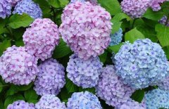 繡球花的花期是什么時(shí)候？