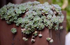 多肉植物什么時(shí)候澆水？