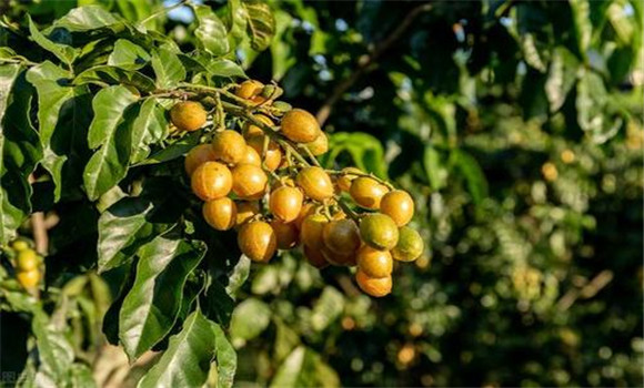 黃皮如何疏花、疏果、保果