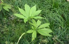 半夏的種植前景如何？半夏的市場現(xiàn)狀分析