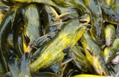 黃顙魚的營養(yǎng)價值、醫(yī)療功效與適宜人群簡介