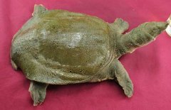 吃甲魚過敏怎么辦，其過敏的原因是什么？