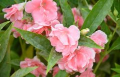 鳳仙花能治療灰指甲嗎？