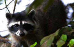 果子貍是幾級保護動物？
