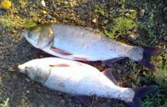 白鰱和鳙魚的區(qū)別有哪些？
