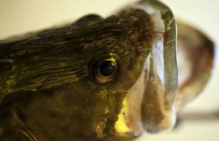 鱖魚品種有哪幾種、各有什么特點(diǎn)？