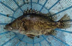 鱖魚(yú)和桂魚(yú)的區(qū)別是什么，鱖魚(yú)的別稱(chēng)有哪些