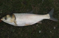 鰱魚疾病防治技術(shù)：爛鰓病、四極蟲病、豎鱗病