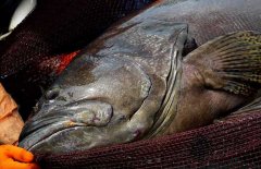 石斑魚(yú)是海水魚(yú)還是淡水魚(yú) 它的產(chǎn)地是哪里？