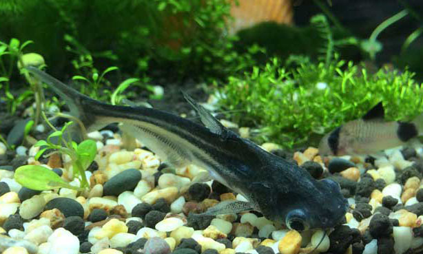 鸚鵡魚和什么魚混養(yǎng)好？