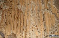 白蟻的生活環(huán)境是怎樣的？
