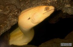 鰻魚的產(chǎn)地分布、生活習(xí)性與生長(zhǎng)過(guò)程