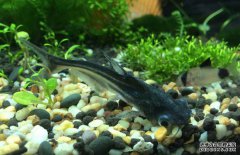 鸚鵡魚和什么魚混養(yǎng)好？