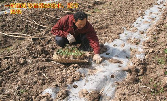 放苗、間苗、補(bǔ)苗