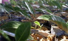 鳳梨的種植密度、育苗方法 鳳梨的種植方法
