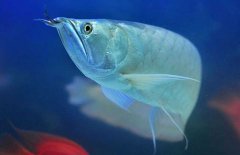 銀龍魚能長多大？銀龍魚多少錢一條
