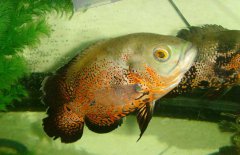 地圖魚吃什么長得快，地圖魚吃什么飼料好？