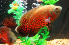 地圖魚怎么分公母，其雌雄如何鑒別