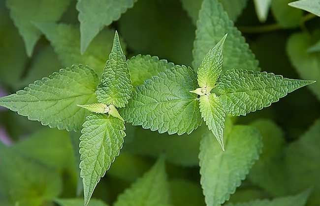中藥材種植指南網