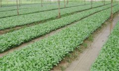 番茄、辣椒和茄子的育苗技術(shù)有什么不同之處