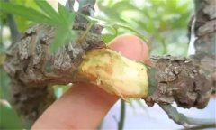果樹去皮貼接的方法、步驟及其技術(shù)特點