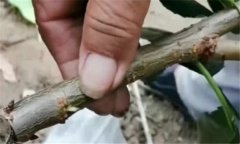 果樹靠接法嫁接方法、技術(shù)特點(diǎn)與方法、步驟