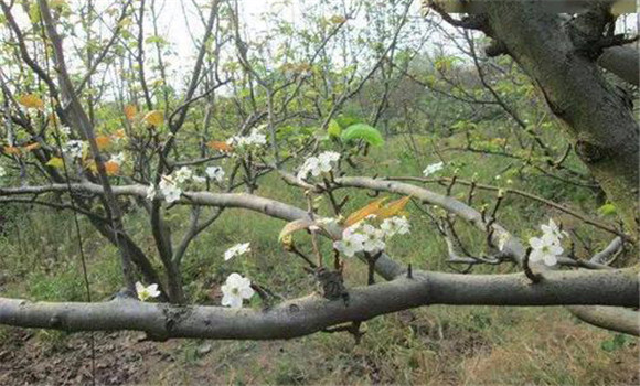 成年果樹(shù)夏、秋季開(kāi)花的原因