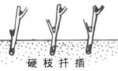 如何繁殖黑豆果 黑豆果硬枝扦插、綠枝扦插方法